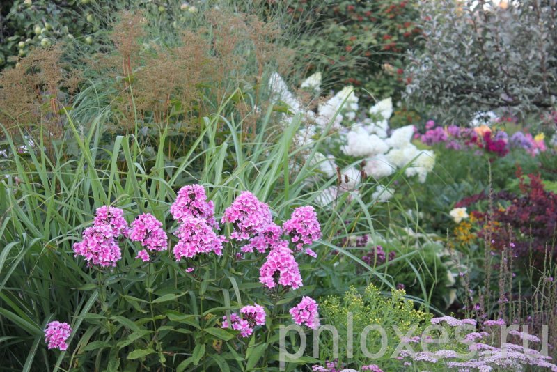 Флокс метельчатый David's Lavender