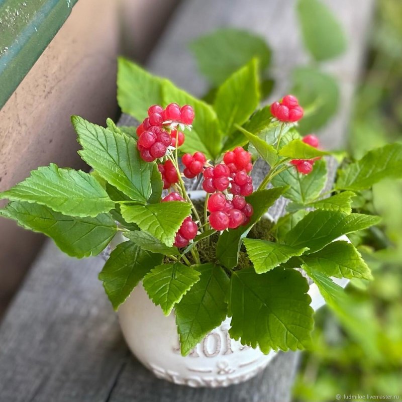 Rubus saxatilis