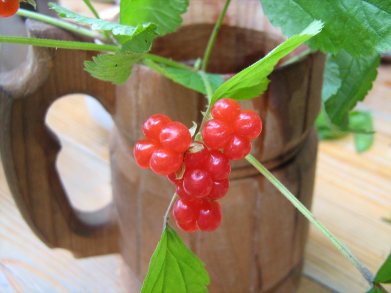 Костяника хмелевидная