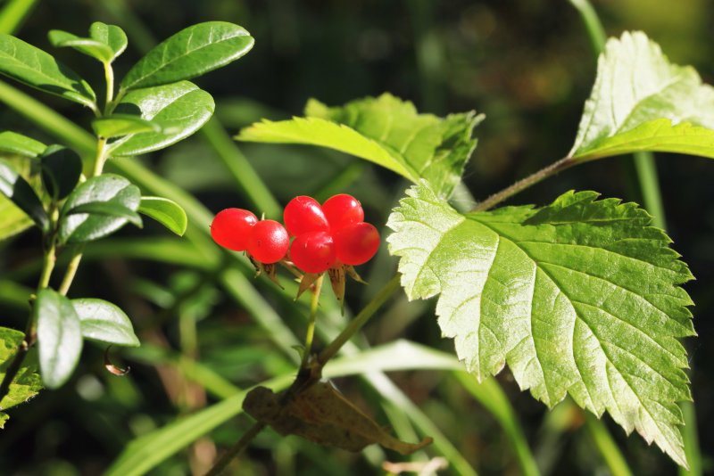 Rubus saxatilis костяника
