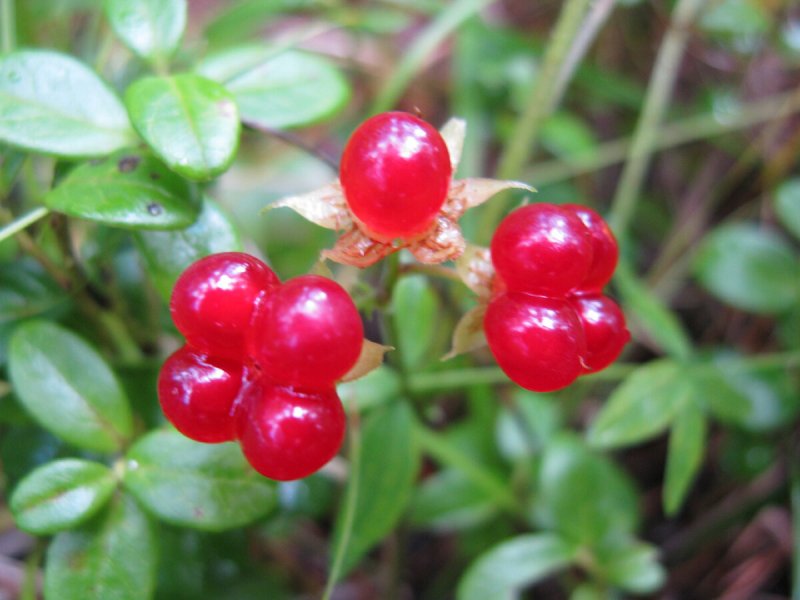 Rubus saxatilis l.