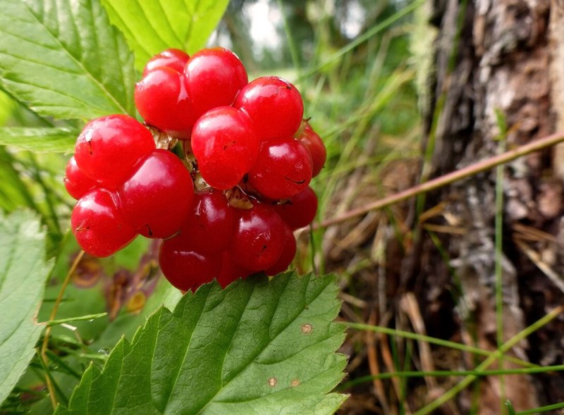 Rubus saxatilis костяника