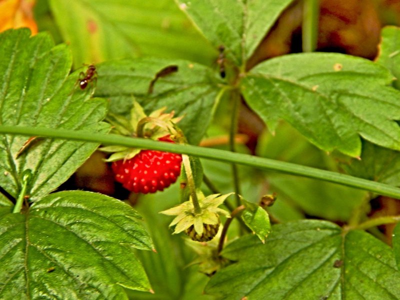 Костяника обык. Rubus saxatilis