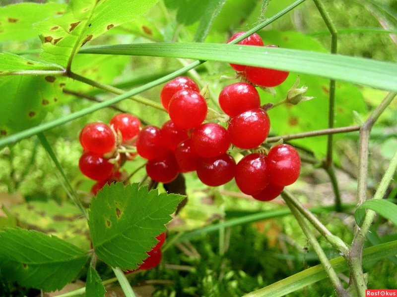 Костяника хмелелистная