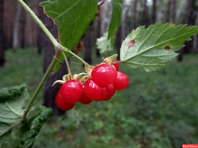 Костяника каменистая лист