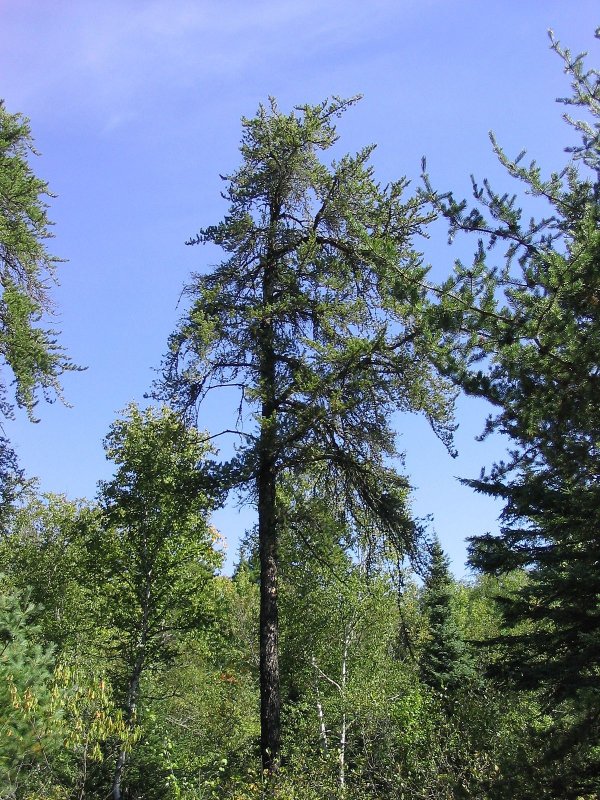 Pinus banksiana `Arktis`