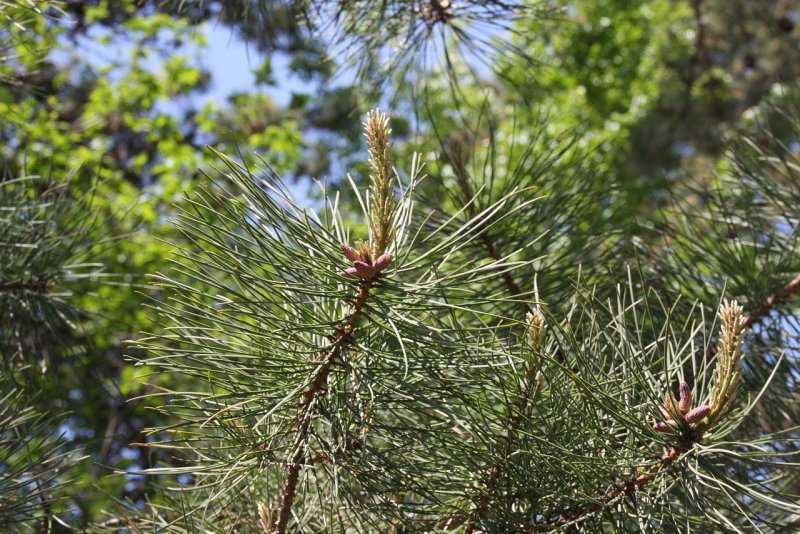 Pinus banksiana 'Schoodic'