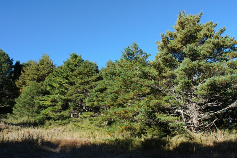 Pinus Sylvestris saxatilis