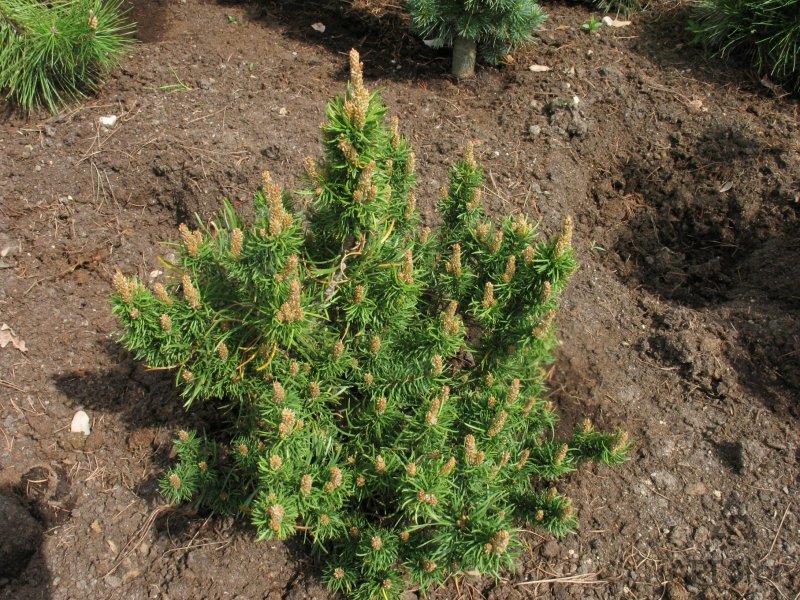 Pinus banksiana 'pendula'