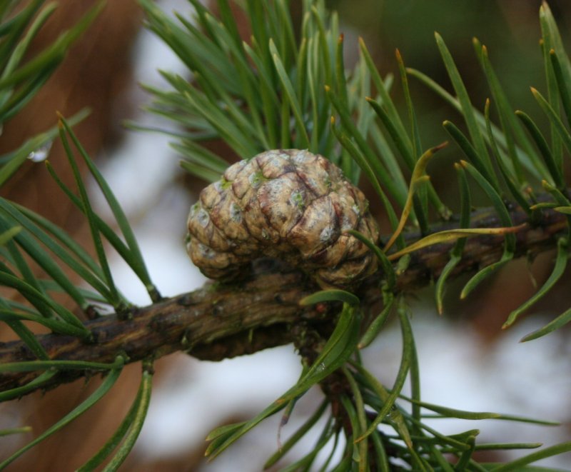 Pinus banksiana Angel
