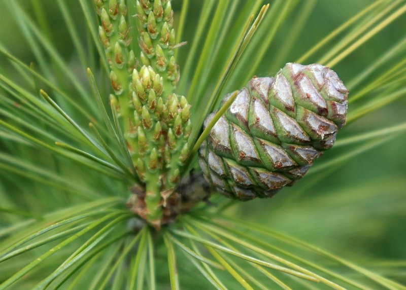 Pinus contorta Krnak