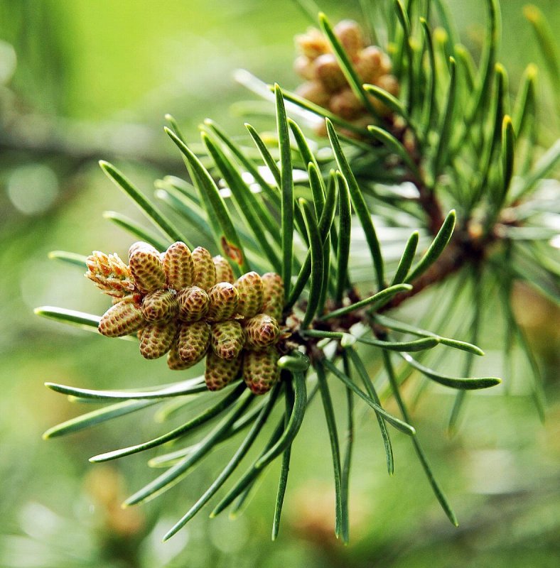 Pinus banksiana `Arktis`