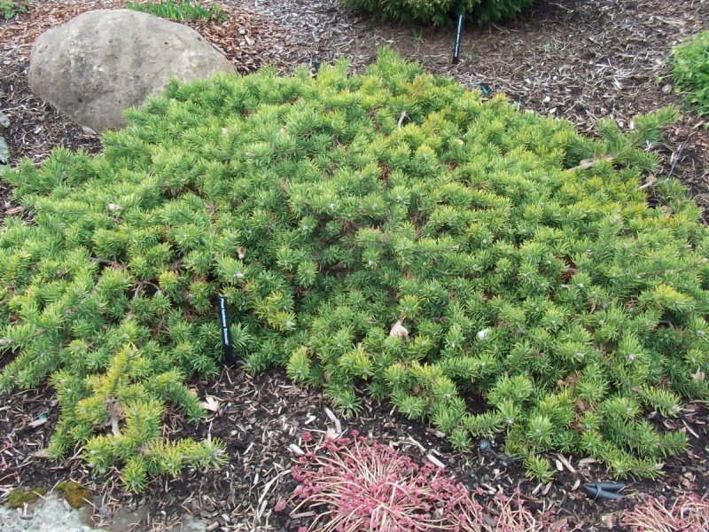 Pinus banksiana 'pendula'