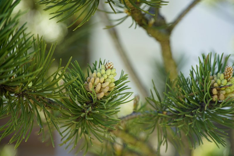 Pinus banksiana Wisconsin