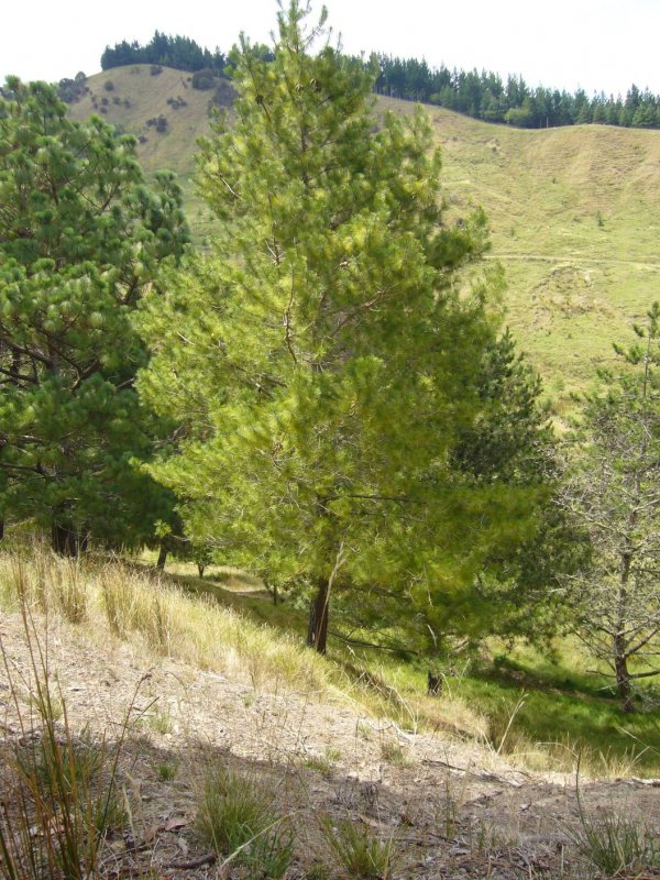 Atlas Pine Branch
