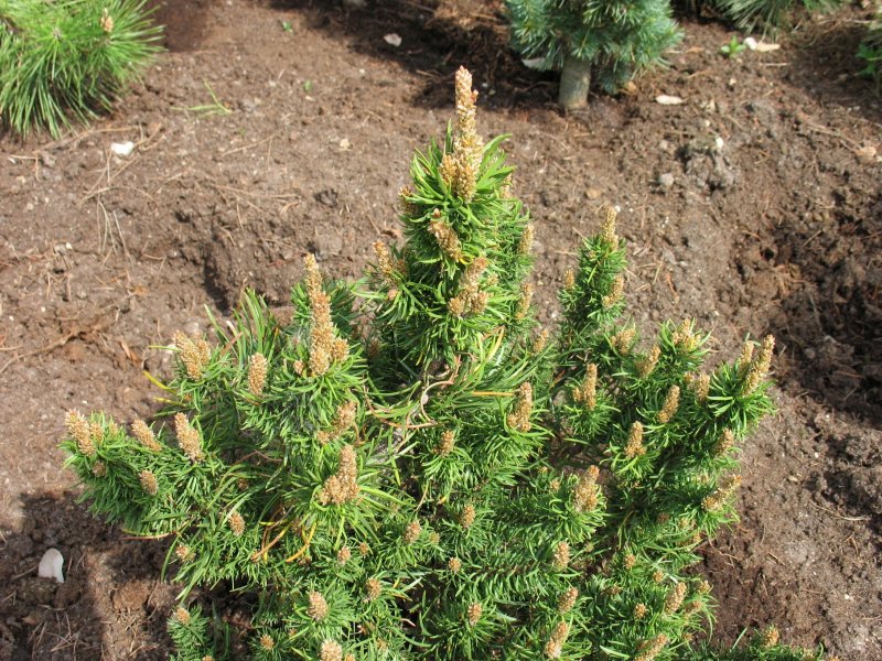 Pinus banksiana Wisconsin