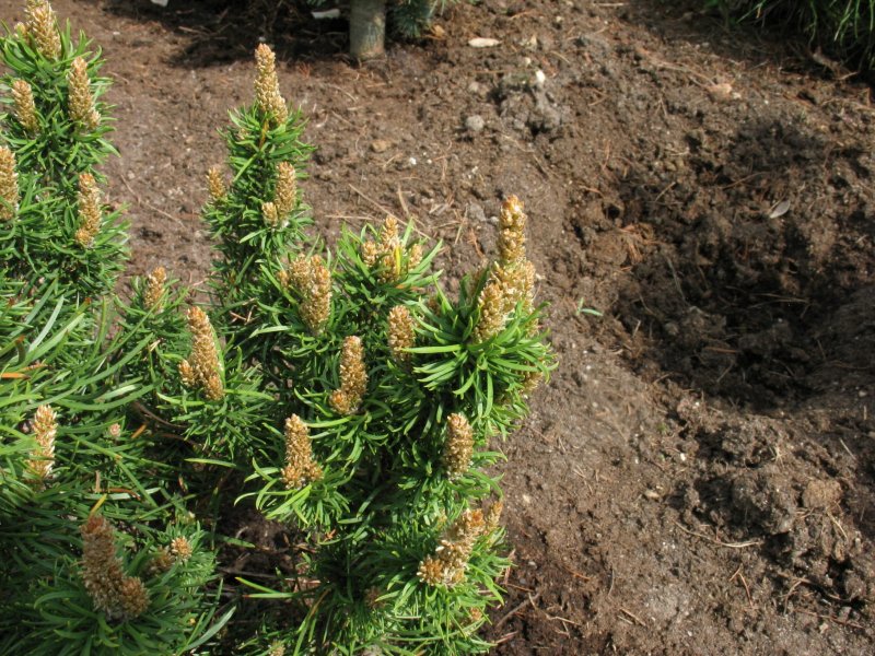 Pinus banksiana Chippewa