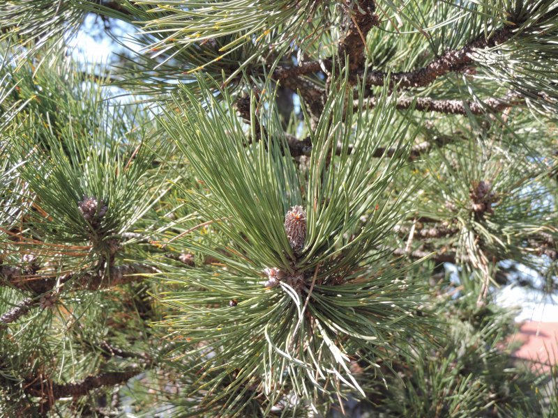 Pinus banksiana Chippewa