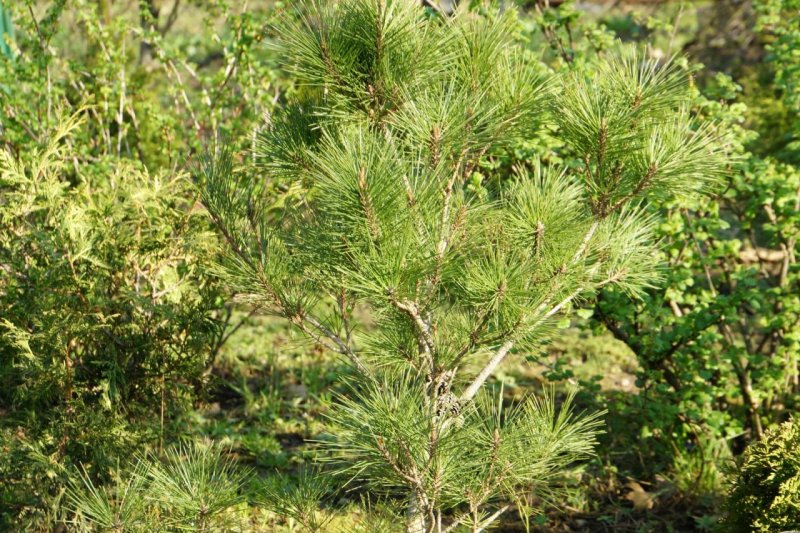 Pinus banksiana 'Horak'