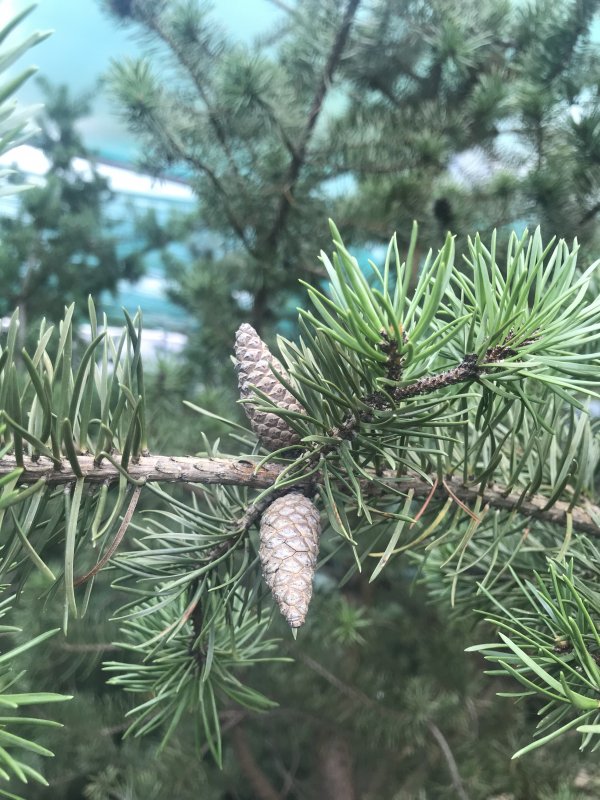 Pinus pumila