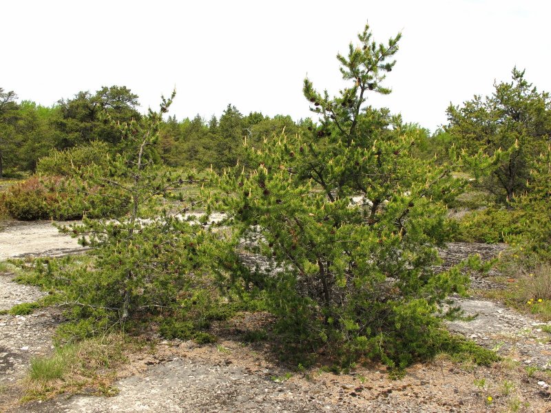 Сосна Банкса (Pinus banksiana)
