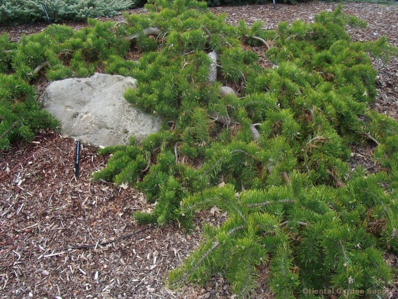 Pinus banksiana 'pendula'