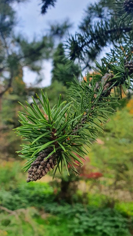 Pinus ban. Banska Stiavnica