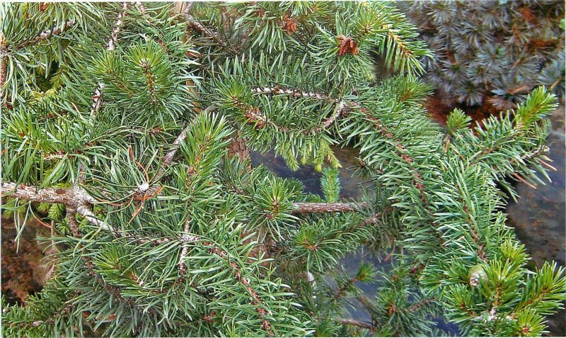 Pinus banksiana Chippewa