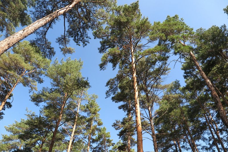 Сосна Банкса Pinaceae Pinus banksiana