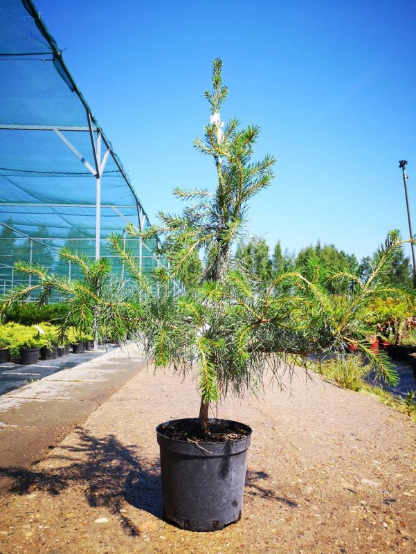 Сосна Pinus Sylvestris minima