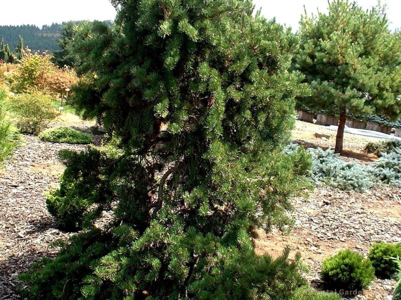 Pinus banksiana 'Schoodic'