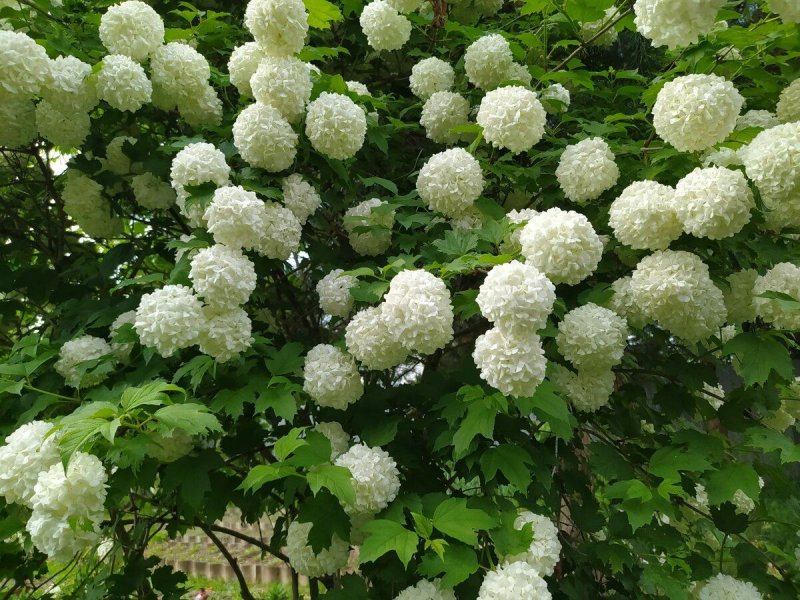 Калина бульденеж