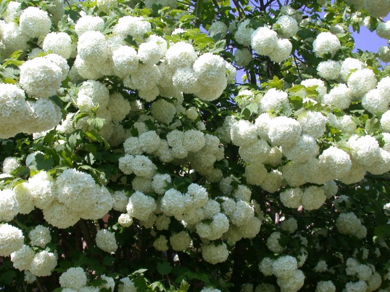 Калина бульденеж бонсай