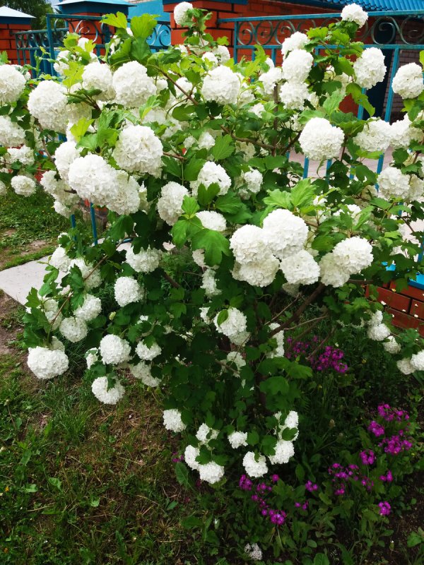 Калина бульденеж