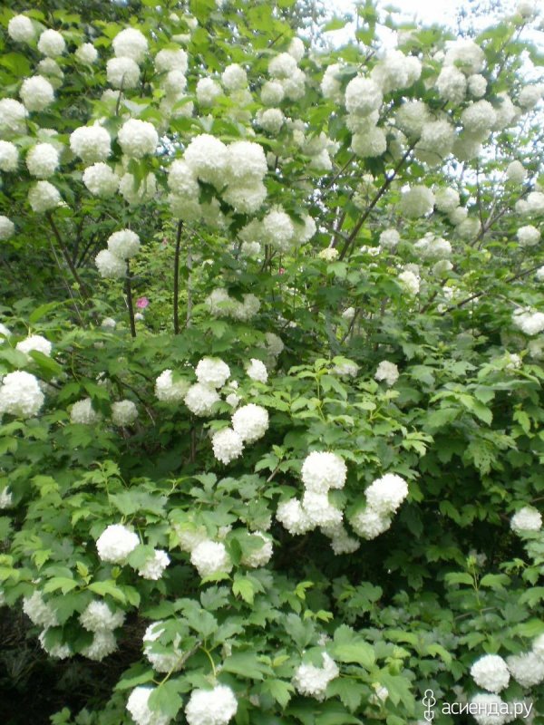 Кустарник Калина бульденеж