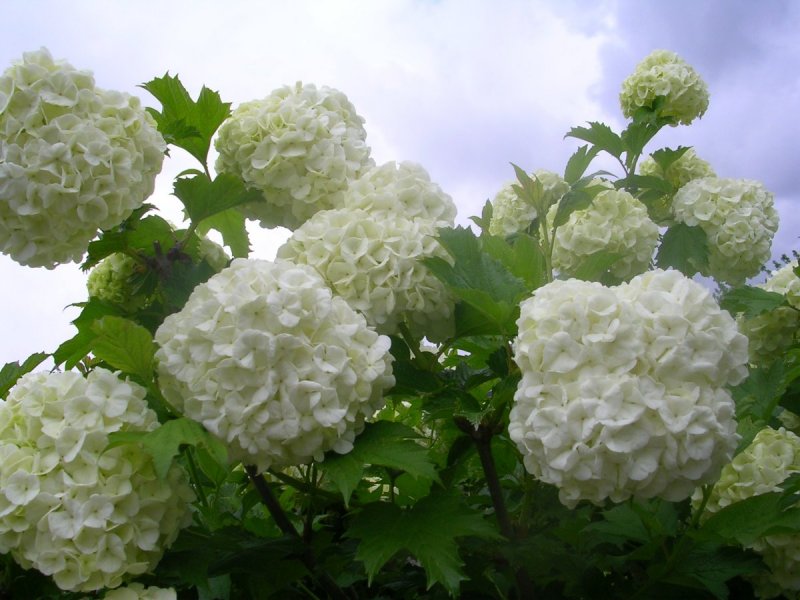 Кустарник Калина бульденеж