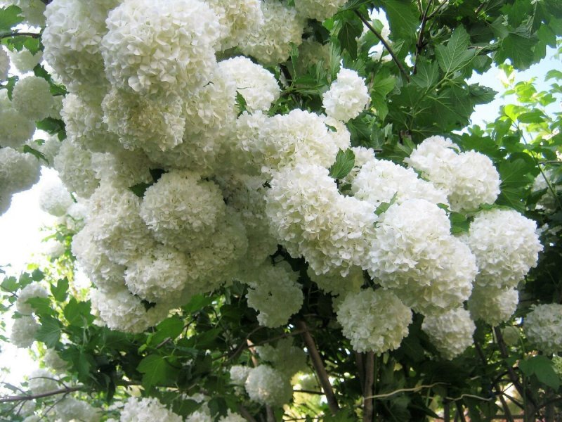 Калина бульденеж Розеум