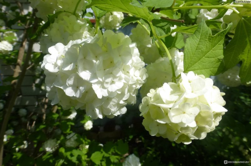 Кустарник Калина бульденеж