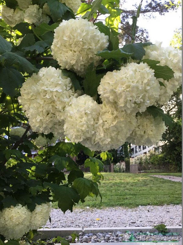 Калина бульденеж изгородь