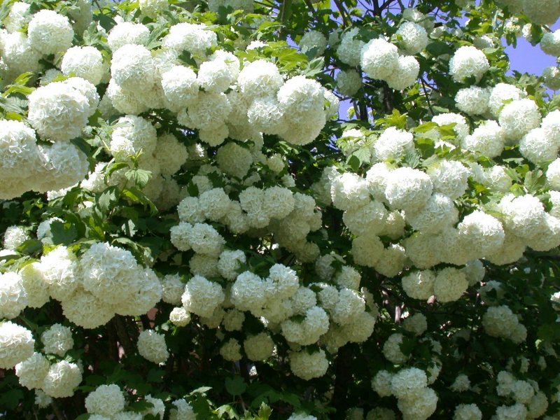 Сирень бульденеж