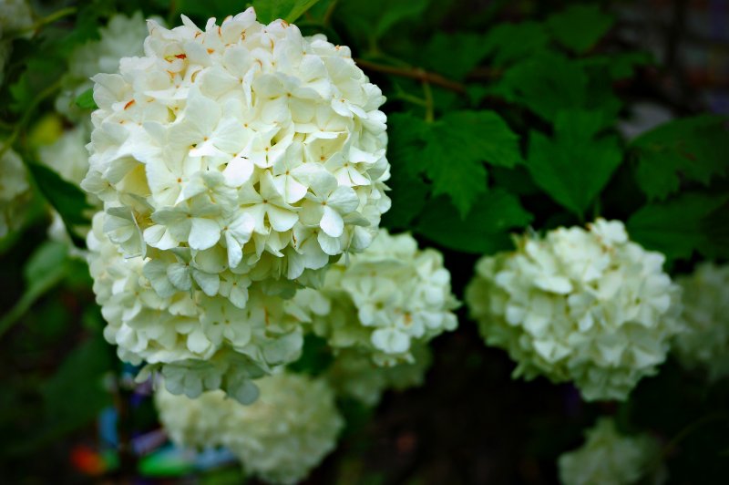 Гортензия древовидная grandiflora