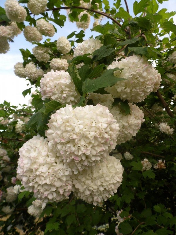 Калина бульденеж