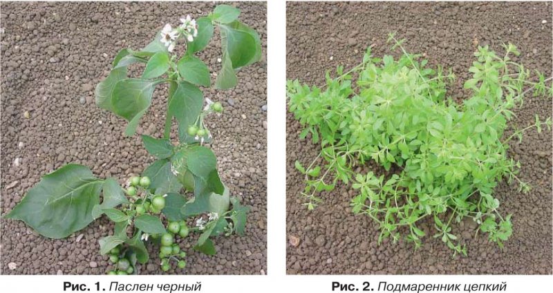 Сорная трава бородавочник