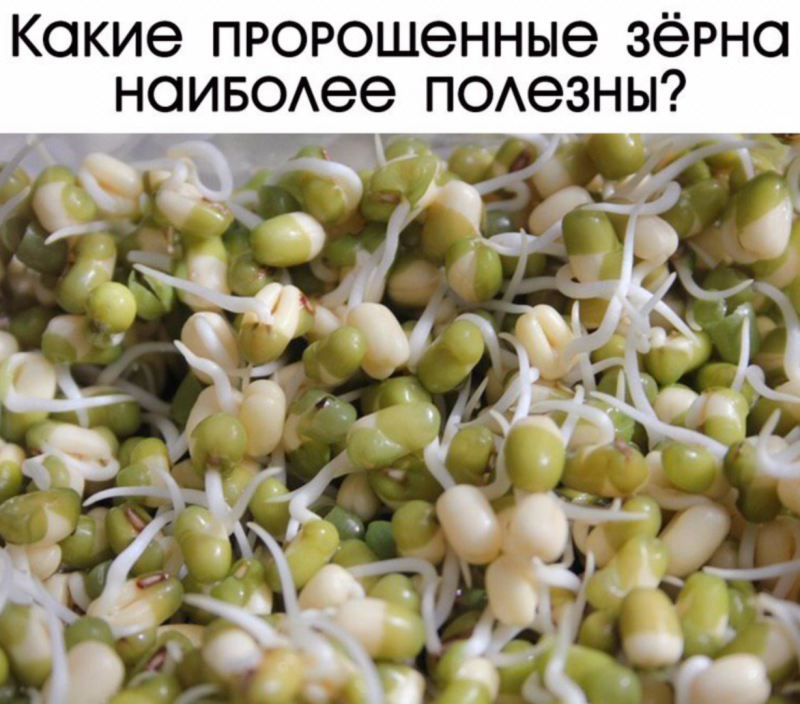 Микрозелень гороха