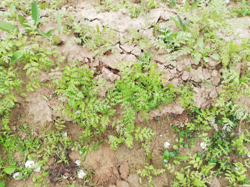 Crabgrass сорняк