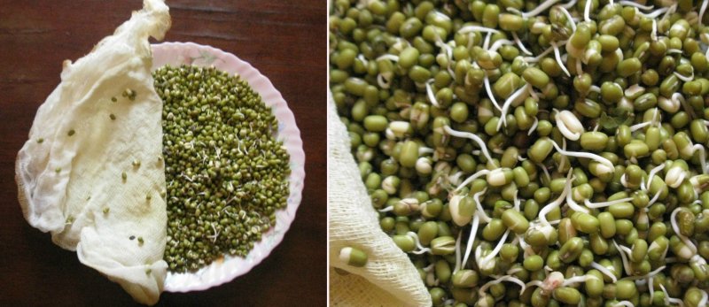 Фасоль маш пророщенная