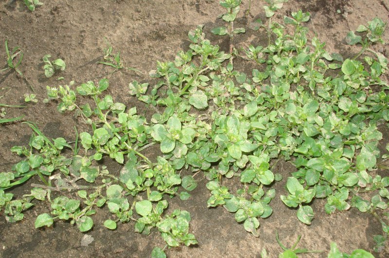 Щирица запрокинутая Amaranthus retroflexus
