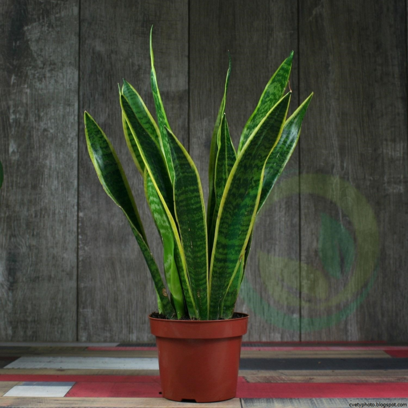 Сансевиерия trifasciata Laurentii
