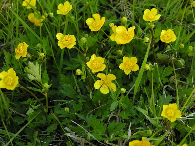 Лютик стелющийся Ranunculus reptans l.