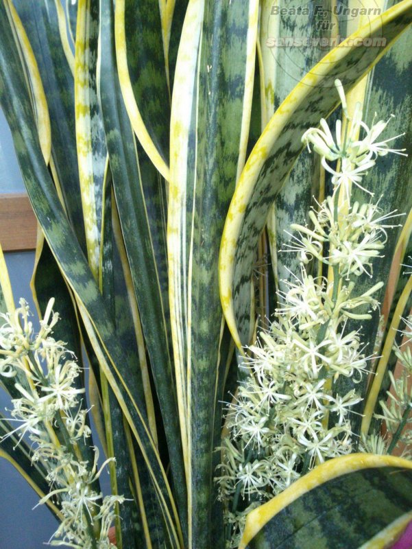 Сансевиерия (trifasciata)